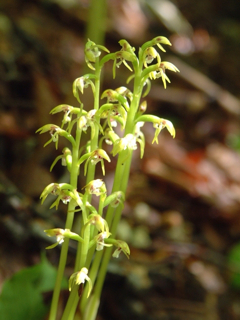 Corallorhiza trifida / Coralloriza